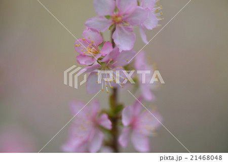 ユスラウメの花 21468048