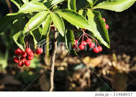 マンリョウ マンリョウ 21468057