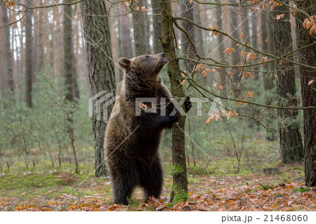 brown bear (Ursus arctos) in winter forest brown bear (Ursus arctos) in winter forest 21468060