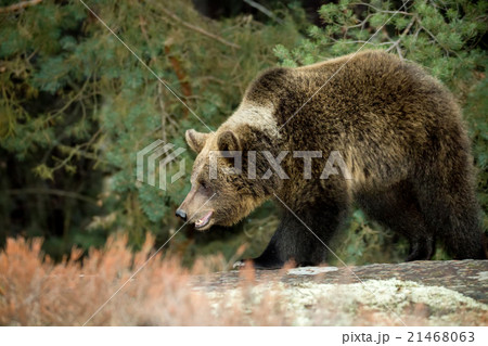 brown bear (Ursus arctos) in winter forest brown bear (Ursus arctos) in winter forest 21468063