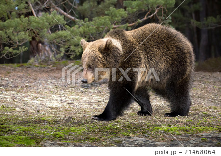 brown bear (Ursus arctos) in winter forest 21468064