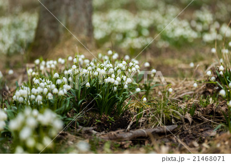 early spring snowflake flowers early spring snowflake flowers 21468071