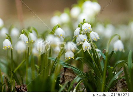 early spring snowflake flowers 21468072