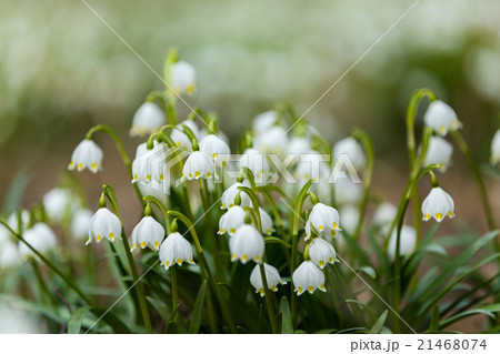 early spring snowflake flowers 21468074