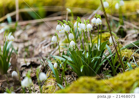 early spring snowflake flowers 21468075