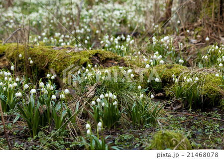 early spring snowflake flowers 21468078
