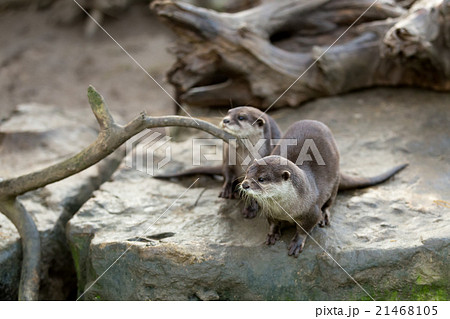 European otter (Lutra lutra) 21468105