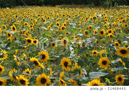 ひまわり プロカットオレンジ Sunflower 21468443