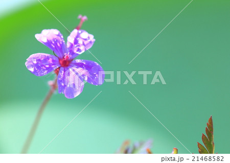 ヒメフウロの花 21468582