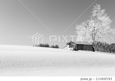 新潟県小千谷市 新雪の丘の里山風景 新潟県小千谷市 新雪の丘の里山風景 21468593