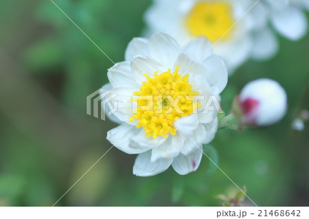 ハナカンザシ 21468642