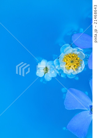 水に浮く花びら 21468643