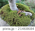 苔 21468684