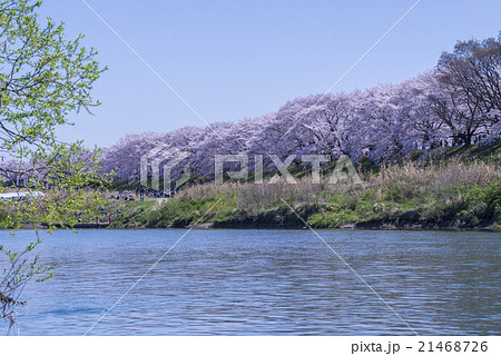 背割り堤の桜と新緑 21468726
