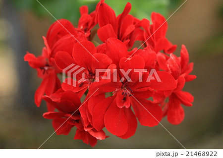 ゼラニウム 21468922