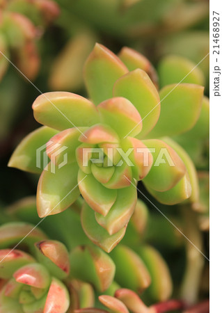 多肉植物／黄麗 21468927