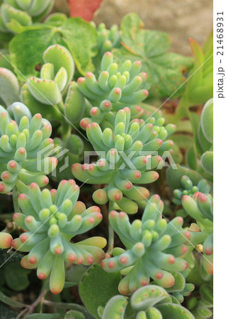 多肉植物／乙女心 21468931