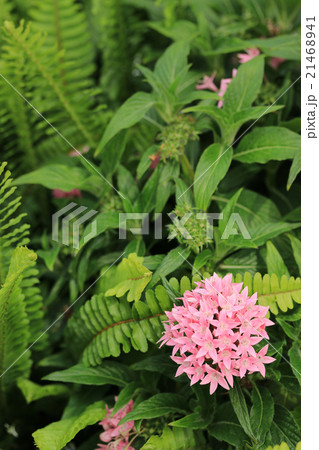 ペンタス 21468941