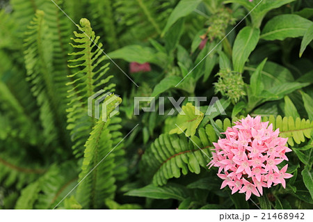 ペンタス 21468942