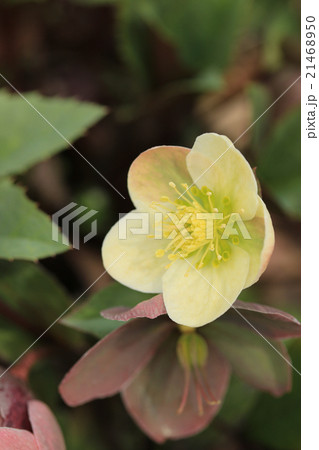 クリスマスローズ クリスマスローズ 21468950