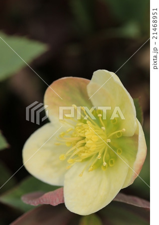 クリスマスローズ クリスマスローズ 21468951