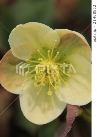 クリスマスローズ 21468952