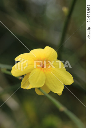 キソケイ 21468961