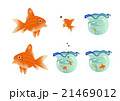 金魚のイラスト 金魚のイラスト 21469012