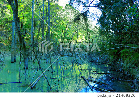 【千葉県】林道竹岡線(土砂ダムにより廃道状態) 21469220