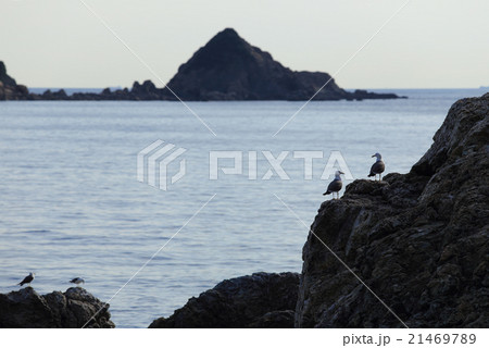 磯のウミネコ2 21469789