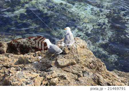 磯のウミネコ4 21469791