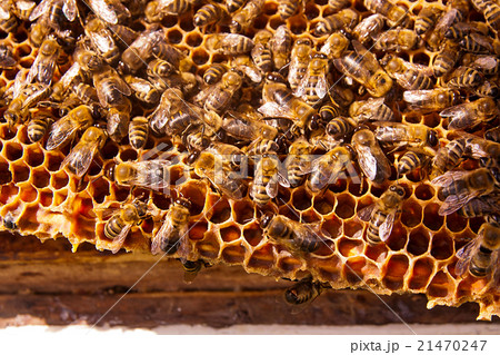 Close up view of the working bees on honeycomb. 21470247