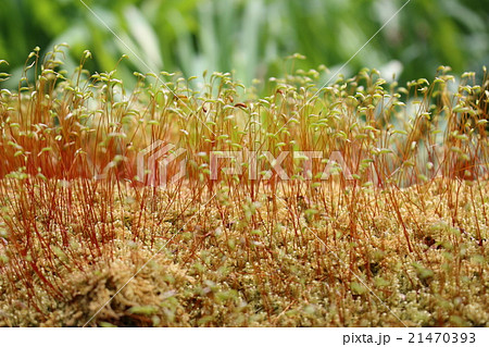 コケ植物 21470393
