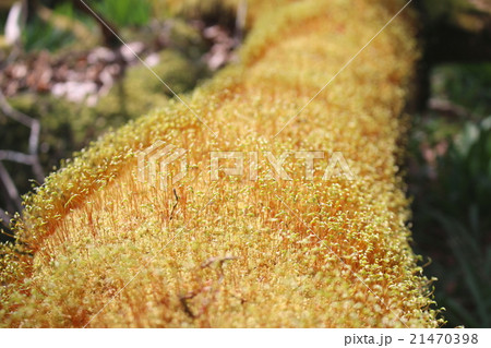 コケ植物 21470398