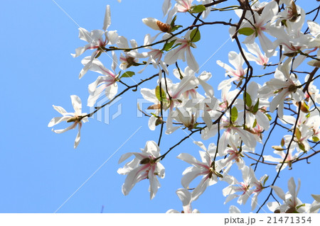 春の花 花 春 開花 春の香り 薫風 春の花 花 春 開花 春の香り 薫風 21471354