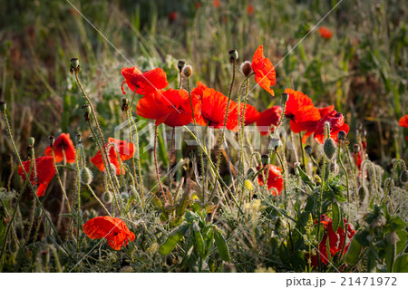 Vivid poppy field Vivid poppy field 21471972