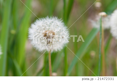 タンポポ 花 草 綿帽子 春の花の写真素材