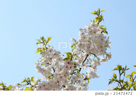 春 開花宣言 桜 桜開花 春の花 春到来 ピンク 日本の花 春 開花宣言 桜 桜開花 春の花 春到来 ピンク 日本の花 21472472