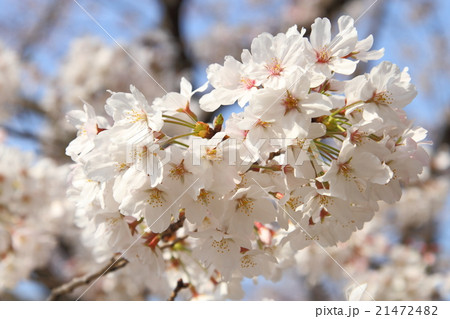 春 開花宣言 桜 桜開花 春の花 春到来 ピンク 日本の花の写真素材