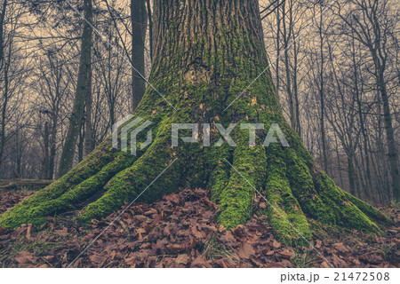 Tree trunk with moss in the forest Tree trunk with moss in the forest 21472508