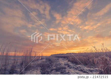 Frozen grass at the sea shore Frozen grass at the sea shore 21472515