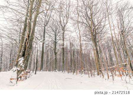 Forest in the winter with tall trees 21472518