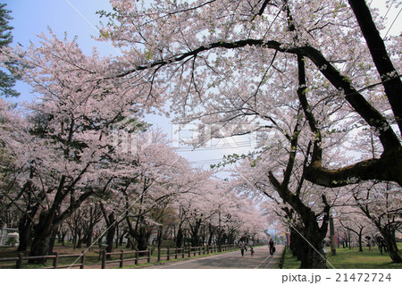 村松公園の桜の写真素材