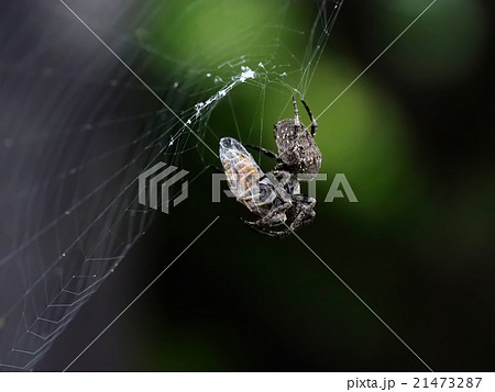 オニグモ と スズメバチ 鬼蜘蛛 雀蜂 クモ 蜘蛛 蜂 捕食 オニグモ と スズメバチ 鬼蜘蛛 雀蜂 クモ 蜘蛛 蜂 捕食 21473287