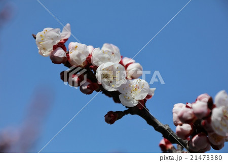 あんずの花 21473380