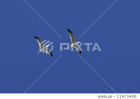 青空とカモメ 21473400