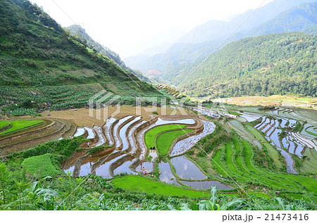 ベトナム　サパ　モン族の村と棚田　田植えをするモン族の家族 21473416