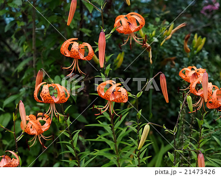 オニユリ Lilium lancifolium 21473426