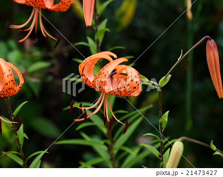 オニユリ Lilium lancifolium 21473427