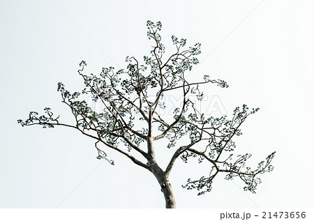 陸前高田市・奇跡の一本松（岩手県の風景） 21473656